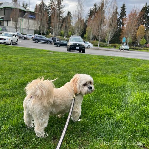 Rafa on his walk